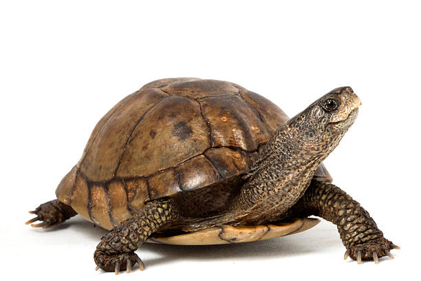 Tortoise Steps - The Path to Happiness